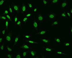 ZNF346 Antibody, Novus Biologicals 100 &mu;g; Unconjugated:Antibodies,