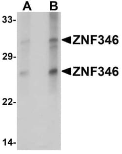 ZNF346 Antibody - BSA Free, Novus Biologicals:Antibodies:Primary Antibodies