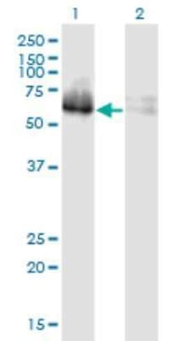 ZNF35 Antibody (2B4), Novus Biologicals 0.1 mg | Buy Online | Novus Biologicals | Fisher Scientific
