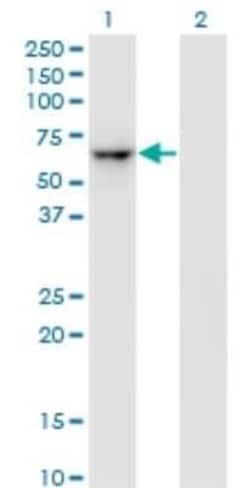ZNF350 Antibody (1A9), Novus Biologicals 0.1 mg | Buy Online | Novus Biologicals | Fisher Scientific