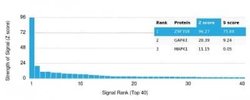 ZNF358 Mouse anti-Human, Clone: PCRP-ZNF358-1A6, Novus Biologicals 100