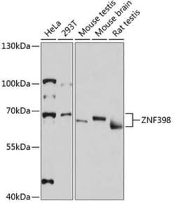 ZNF398 Antibody - Azide and BSA Free, Novus Biologicals:Antibodies:Primary