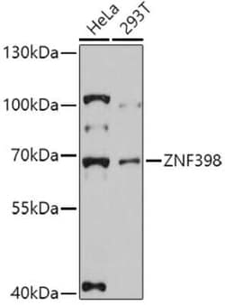 ZNF398 Antibody - Azide and BSA Free, Novus Biologicals:Antibodies:Primary