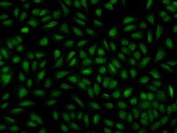 ZNF407 Antibody, Novus Biologicals:Antibodies:Primary Antibodies