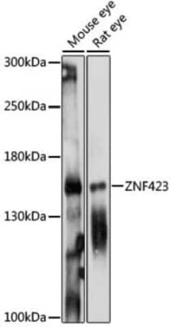 ZNF423 Antibody - Azide and BSA Free, Novus Biologicals 0.02 mL | Buy Online | Novus Biologicals | Fisher Scientific
