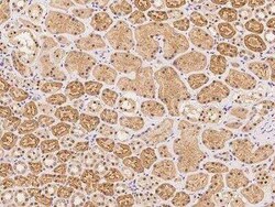 ZNF462 Antibody, Novus Biologicals:Antibodies:Primary Antibodies
