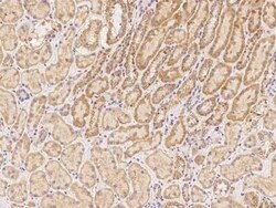 ZNF480 Antibody, Novus Biologicals 100 &mu;g; Unconjugated:Antibodies,