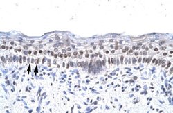 ZNF500 Antibody, Novus Biologicals 100 &mu;L; Unconjugated:Antibodies,