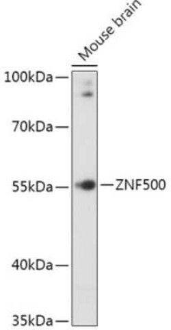 ZNF500 Antibody - Azide and BSA Free, Novus Biologicals:Antibodies:Primary