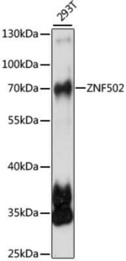 ZNF502 Antibody - Azide and BSA Free, Novus Biologicals 0.02 mL, Unconjugated:Antibodies,
