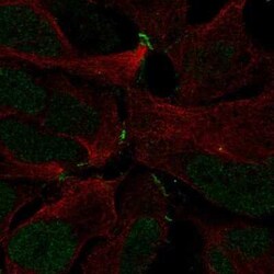 ZNF536 Antibody, Novus Biologicals:Antibodies:Primary Antibodies