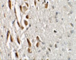 ZNF537 Antibody - BSA Free, Novus Biologicals 0.1 mg; Unconjugated:Antibodies,