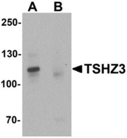 ZNF537 Antibody - BSA Free, Novus Biologicals 0.1 mg; Unconjugated:Antibodies,