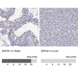 ZNF541 Antibody, Novus Biologicals 100 &mu;g; Unconjugated:Antibodies,
