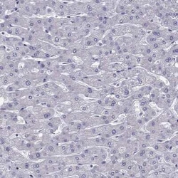 ZNF541 Antibody, Novus Biologicals 100 &mu;g; Unconjugated:Antibodies,
