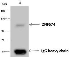 ZNF574 Antibody, Novus Biologicals:Antibodies:Primary Antibodies