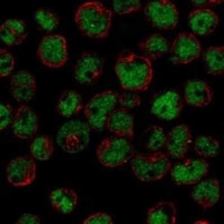 ZNF608 Rabbit anti-Human, Polyclonal, Novus Biologicals:Antibodies:Primary