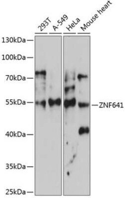 ZNF641 Antibody - Azide and BSA Free, Novus Biologicals 0.02 mL; Unconjugated:Antibodies,