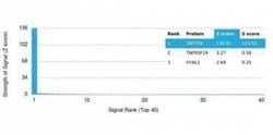 ZNF704 Mouse anti-Human, Clone: PCRP-ZNF704-3C10, Novus Biologicals:Antibodies:Primary