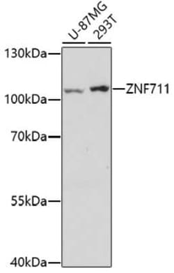 ZNF711 Antibody - Azide and BSA Free, Novus Biologicals:Antibodies:Primary
