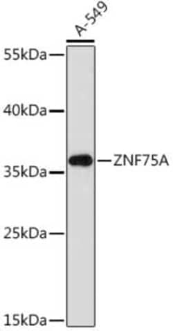 ZNF75A Rabbit anti-Human, Polyclonal, Novus Biologicals:Antibodies:Primary