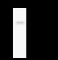 ZNF766 Antibody, Novus Biologicals 50 &mu;g, Unconjugated:Antibodies, Polyclonal