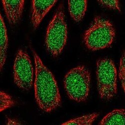 ZNF879 Antibody, Novus Biologicals:Antibodies:Primary Antibodies