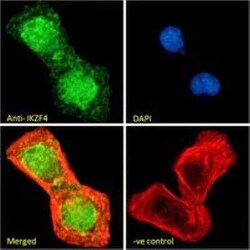 ZNFN1A4 Antibody, Novus Biologicals 100 &mu;g; Unconjugated:Antibodies,