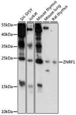 ZNRF1 Antibody - Azide and BSA Free, Novus Biologicals 0.1 mL; Unconjugated:Antibodies,