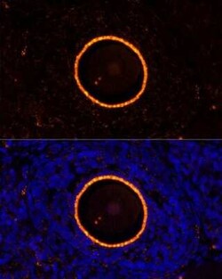 ZP2 Antibody - BSA Free, Novus Biologicals 0.02 mL | Buy Online | Novus Biologicals | Fisher Scientific