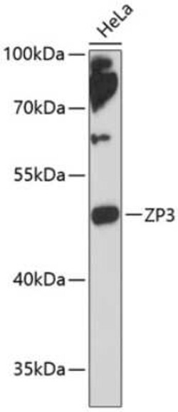 ZP3 Antibody - Azide and BSA Free, Novus Biologicals:Antibodies:Primary