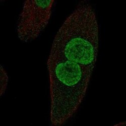 ZPLD1 Antibody, Novus Biologicals 25ul; Unconjugated:Antibodies, Polyclonal