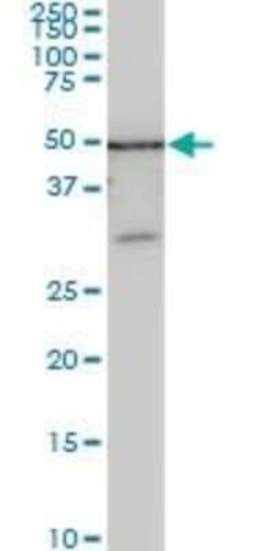 ZSCAN21/ZFP38 Antibody (4B3), Novus Biologicals 0.1 mg | Buy Online | Novus Biologicals | Fisher Scientific