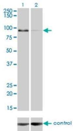 ZW10 Antibody (2E5), Novus Biologicals 0.1 mg | Buy Online | Novus Biologicals | Fisher Scientific