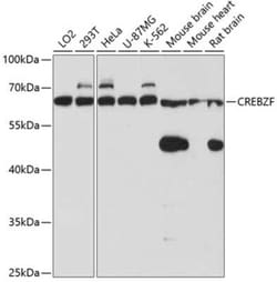 Zhangfei Antibody - Azide and BSA Free, Novus Biologicals 0.1 mL; Unconjugated:Antibodies,