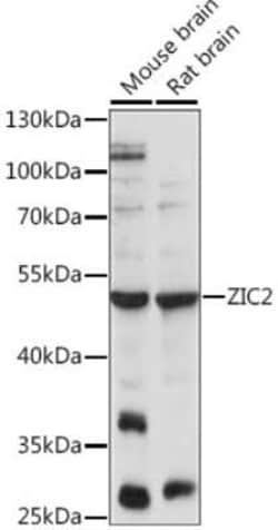 Zic2 Antibody - Azide and BSA Free, Novus Biologicals:Antibodies:Primary