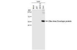 Zika Virus (H/PF/2013) Envelope Antibody (GT363), Novus Biologicals 100 &mu;g | Buy Online | Novus Biologicals | Fisher Scientific