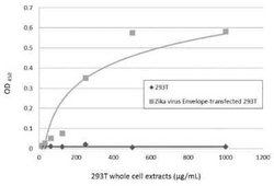 Zika Virus (H/PF/2013) Envelope Antibody (GT871), Novus Biologicals 100 &mu;g | Buy Online | Novus Biologicals | Fisher Scientific