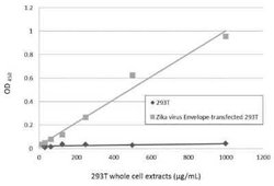 Zika Virus (H/PF/2013) Envelope Antibody (GT871), Novus Biologicals 100 &mu;g | Buy Online | Novus Biologicals | Fisher Scientific