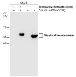 Zika Virus (H/PF/2013) Envelope Antibody (GT871), Novus Biologicals 100 &mu;g | Buy Online | Novus Biologicals | Fisher Scientific