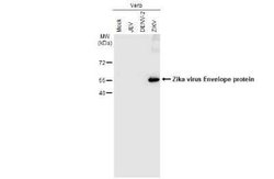 Zika Virus (H/PF/2013) Envelope Antibody (GT871), Novus Biologicals 100 &mu;g | Buy Online | Novus Biologicals | Fisher Scientific