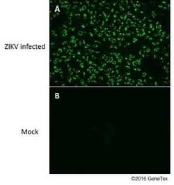 Zika Virus (H/PF/2013) Envelope Antibody, Novus Biologicals 100 &mu;g;