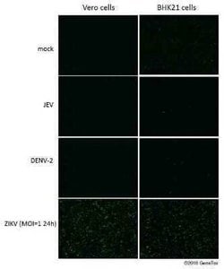 Zika Virus (H/PF/2013) Envelope Antibody, Novus Biologicals 100 &mu;g;