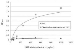 Zika Virus (H/PF/2013) Envelope Antibody, Novus Biologicals 100 &mu;g | Buy Online | Novus Biologicals | Fisher Scientific