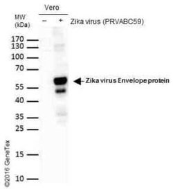 Zika Virus (H/PF/2013) Envelope Antibody, Novus Biologicals 100 &mu;g;