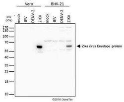 Zika Virus (H/PF/2013) Envelope Antibody, Novus Biologicals 100 &mu;g;