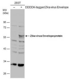 Zika Virus (H/PF/2013) Envelope Antibody, Novus Biologicals 100 &mu;g;