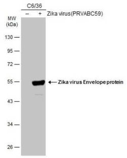 Zika Virus (H/PF/2013) Envelope Antibody, Novus Biologicals 100 &mu;g;