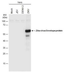 Zika Virus (H/PF/2013) Envelope Antibody, Novus Biologicals 100 &mu;g | Buy Online | Novus Biologicals | Fisher Scientific