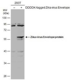 Zika Virus (H/PF/2013) Envelope Antibody, Novus Biologicals 100 &mu;g | Buy Online | Novus Biologicals | Fisher Scientific